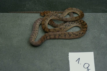 Pythons kaufen und verkaufen Foto: Simalia amethistina sorong CB.