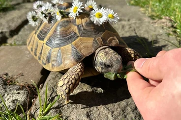 Landschildkröten kaufen und verkaufen Foto: Griechische Landschildkröte abzugeben
