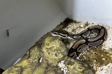Königspythons kaufen und verkaufen Foto: Königspythons Pärchen zu verschenken