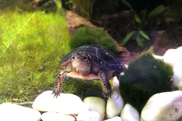 Sumpfschildkröten kaufen und verkaufen Foto: Tropfenschildkröte Clemmy