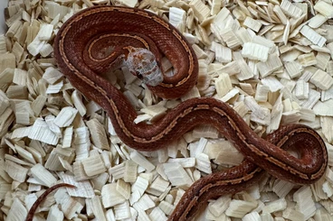 Colubrids kaufen und verkaufen Photo: Junge Kornnattern - Pied und Tessera, futterfest & gesund