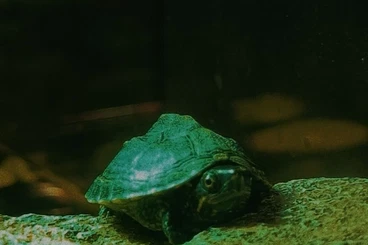 Schildkröten  kaufen und verkaufen Foto: Moschusschildkröte + Aquarium – verantwortungsvolle Haltung
