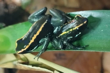 Poison dart frogs kaufen und verkaufen Photo: phyllobates vittatus adulte Tiere