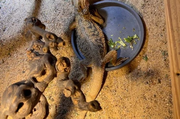 Bartagamen kaufen und verkaufen Foto: Bartagamen männchen 8 Jahre abzugeben