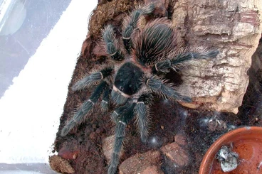 - bird spiders kaufen und verkaufen Photo: 0.1 Lasiodora Parahibana, eigene Nachzucht, 2021