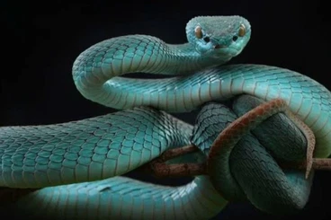 Giftschlangen kaufen und verkaufen Foto: Suche Trimeresurus insularis blau nz 25
