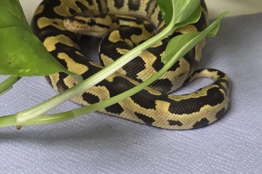 Königspythons kaufen und verkaufen Foto: Baby königsphyton bereit zum Auszug