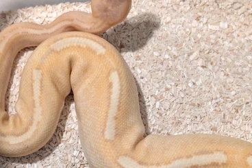 Ball Pythons kaufen und verkaufen Photo: (W) Königspyhton abzugeben, Banana-Higway-Champagne, 2 Jahre alt