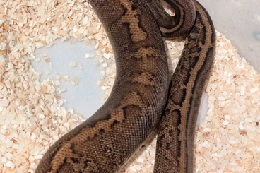 Ball Pythons kaufen und verkaufen Photo: (W) Königspyhton abzugeben, 2 Jahre alt