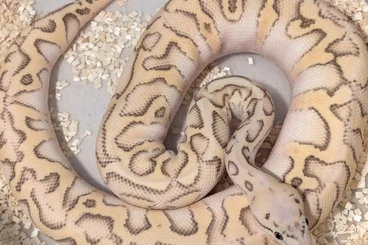 Ball Pythons kaufen und verkaufen Photo: (W&#38;M) Zwei Königsphythons abzugeben, 2 Jahre alt