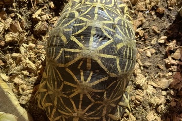 Tortoises kaufen und verkaufen Photo: TRIO TARTARUGHE ELEGANS INDIA