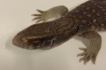 Warane kaufen und verkaufen Foto: Savannenwaran - Varanus exanthematicus (3 Jahre, 70 cm) abzugeben