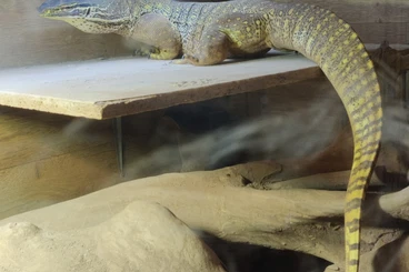 Warane kaufen und verkaufen Foto: Varanus panoptes horni male 4 years old