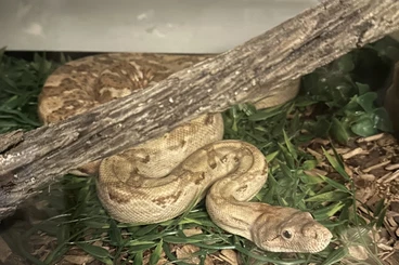 Boas kaufen und verkaufen Photo: Boa Constrictor imperator Nicaragua