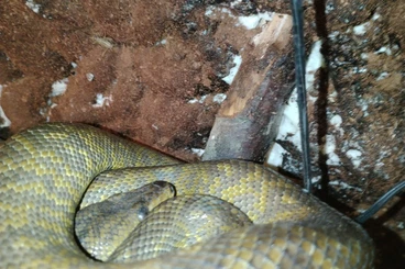 Boas kaufen und verkaufen Photo: Corralus ruschenbergeri NC