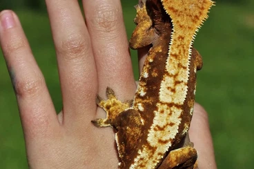 Geckos kaufen und verkaufen Photo: 0.1 Kronengecko abzugeben