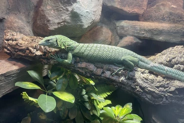Echsen  kaufen und verkaufen Foto: varanus prasinus Grüner Baumwaran