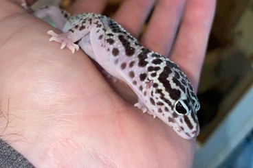 Geckos kaufen und verkaufen Photo: Leopardgecko weibchen NZ 2025
