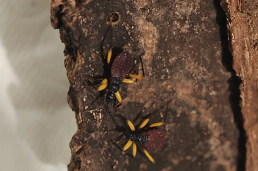 Insekten kaufen und verkaufen Foto: Abgabe: Platymeris biguttatus (DNZ) – Jungtiere L2–L3