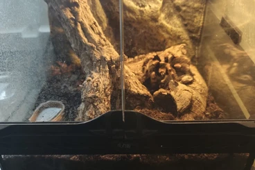 - bird spiders kaufen und verkaufen Photo: Mexikanische Rotknie Vogelspinne