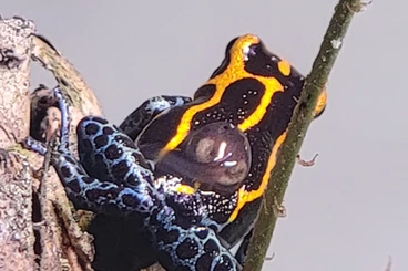 Pfeilgiftfrösche kaufen und verkaufen Foto: Ranitomeya imitator jeberos