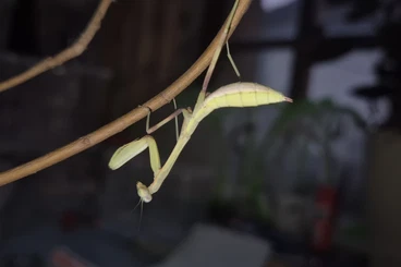 Insekten kaufen und verkaufen Foto: Hierodula Membranacea Indische Riesengottesanbeterin