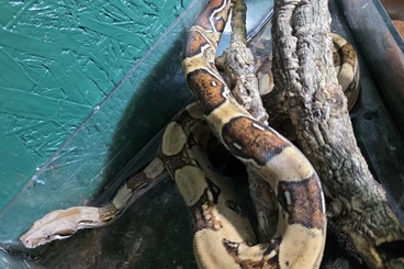 Boas kaufen und verkaufen Photo: Boa Constrictor abzugeben