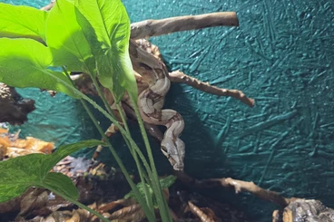 Boas kaufen und verkaufen Photo: Boa Constrictor abzugeben