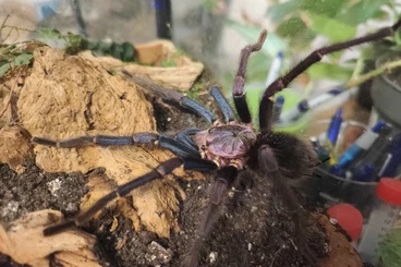 - bird spiders kaufen und verkaufen Photo: Phormictopus sp. dominican purple