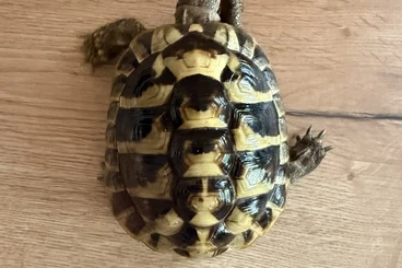 Landschildkröten kaufen und verkaufen Foto: Testudo hermanni Pärchen abzugeben