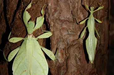 Insects kaufen und verkaufen Photo: Phyllium phillipinicum - Phillipinische Wandelnde Blätter 5€/Tier