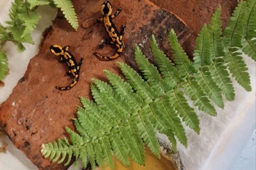 salamanders kaufen und verkaufen Photo: Salamandra salamandra terrestris