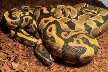 Ball Pythons kaufen und verkaufen Photo: Königspythons und Terrarium mit Zubehör