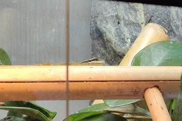 Geckos kaufen und verkaufen Foto: Verkaufe Phelsuma inexpectata