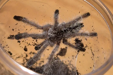 Spiders and Scorpions kaufen und verkaufen Photo: Baumvogelspinnen anzubieten