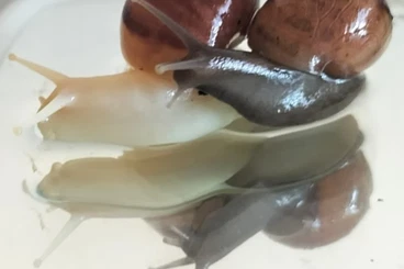 Mollusca kaufen und verkaufen Photo: Dringend: ca. 30–40 Lissachatina fulica (NZ 09/2025) abzugeben