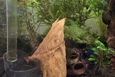 Zwerggarnelen und Krebse kaufen und verkaufen Foto: Baby Zwergkrebs zu verkaufen