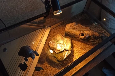Schildkröten  kaufen und verkaufen Foto: 3 Dachmosschusschildkröten