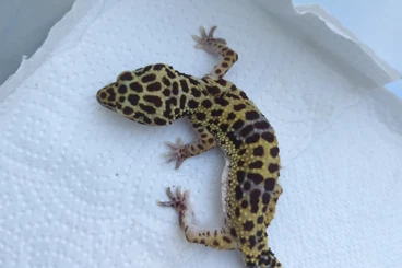 Geckos kaufen und verkaufen Photo: Leopardgeckos Weibchen 5/2020