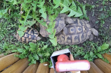 Landschildkröten kaufen und verkaufen Foto: THB weiblich ca. 5 Jahre alt zu kaufen gesucht