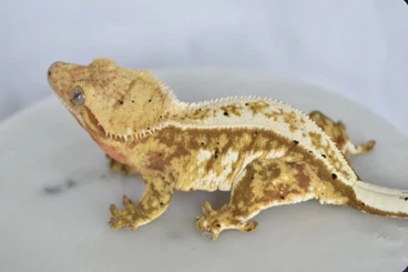 Geckos kaufen und verkaufen Photo: Kronen Geckos, Weibchen und Männchen
