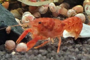 Zwerggarnelen und Krebse kaufen und verkaufen Foto: CPO Zwergkrebs Cambarellus patzcuarensis orange Zwergflusskrebs