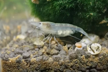 Zwerggarnelen und Krebse kaufen und verkaufen Foto: Neocaridina davidi Dark Blue, Bloody Mary, Yellow Fire Neon, Orange