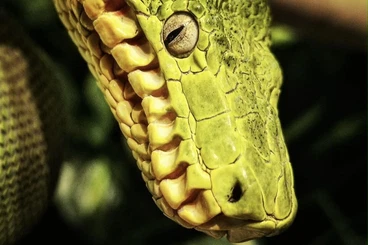 Snakes kaufen und verkaufen Photo: Corallus caninus Female im looking.