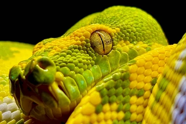 Schlangen kaufen und verkaufen Foto: Im looking Morelia Viridis