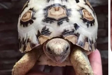 Schildkröten  kaufen und verkaufen Foto: Leopardenschildkröte suche