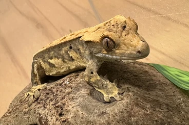 Geckos kaufen und verkaufen Foto: Kronengecko Jungtiere 4 Monate alt