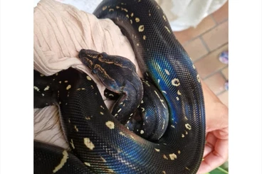 Boas kaufen und verkaufen Foto: IMG Sonoran Boa pos het Leopard
