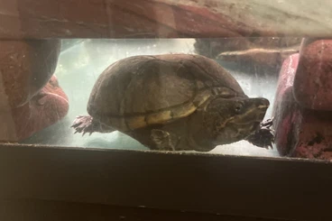 Schildkröten  kaufen und verkaufen Foto: Zwei Moschusschildkröten zu verschenken