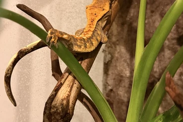Geckos kaufen und verkaufen Foto: Kronengecko Bock 11 Monate
